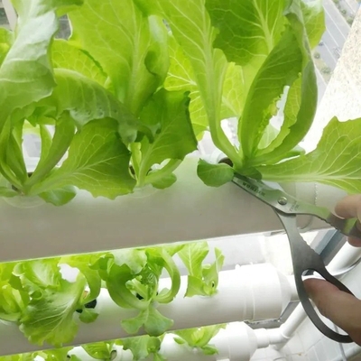 Sistema NFT hidropónico para el cultivo de jardines